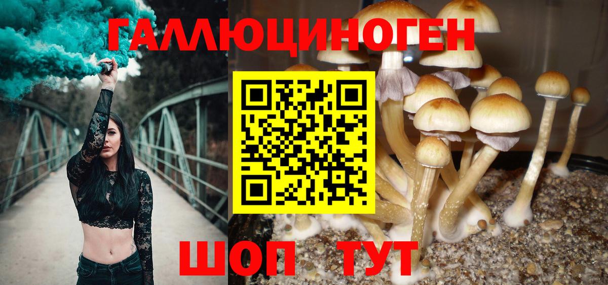 Элиста  Галлюциногенные грибы Psilocybine cubensis  Вход с VPN 